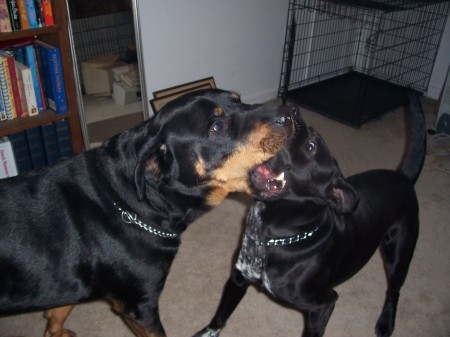 Rock (left) Maggie (right) They love to play...