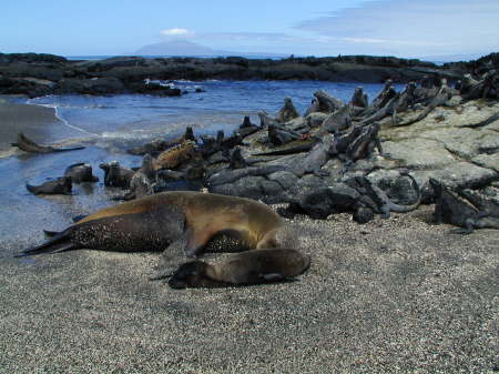 Sea Lions and Iguanas living in harmony - Galapagos