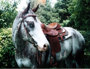 My Horse