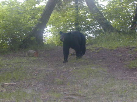 Black Bear