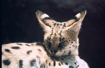 Serval