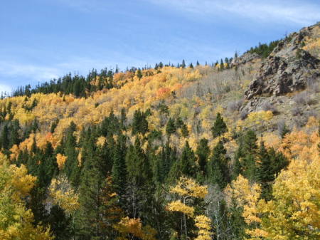 Aspens - Fall Color