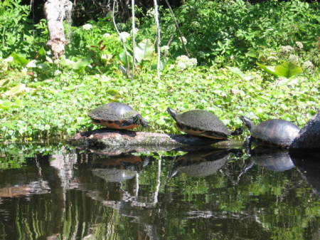 Wekiva Springs