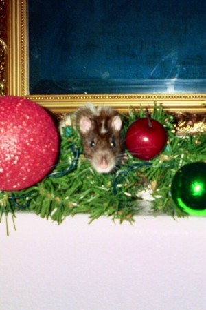 Syd "The Incredibly Handsome Hunk Of Rat" 2003- Feb 2006 RIP