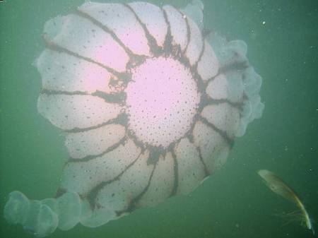 Gorgeous Jelly fish off the coast of Carlsbad.