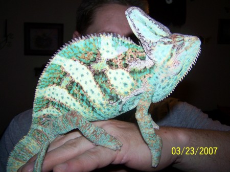 Our Cameleon Eddie