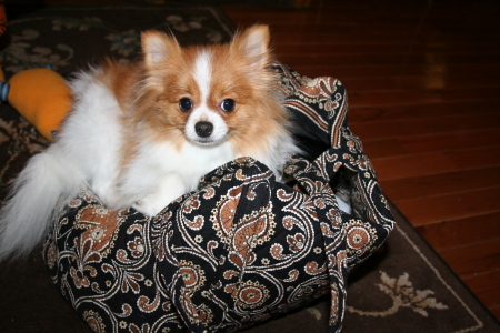 Dixie sitting in my purse by my feet.