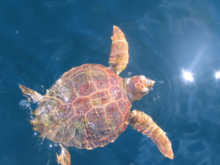 Loggerhead Turtle