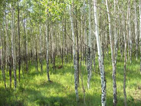 Through the Aspen Grove