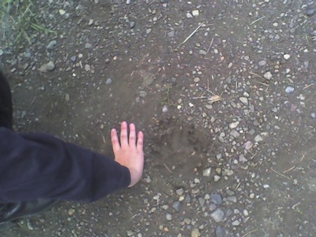 Bear tracks in the mountians