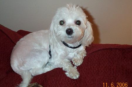 Our maltese Lexi.  OMG, she's bad!!!!