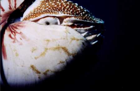 Chambered Nautilus