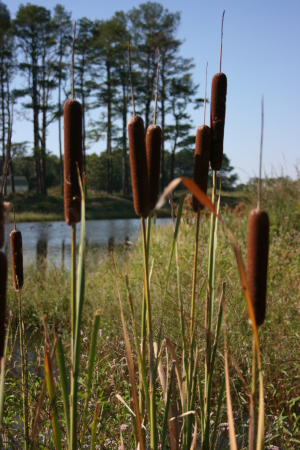 Cat tails