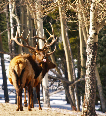 Mature Bull Elk.