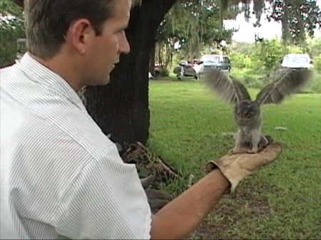 screech owl rehab.