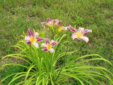 Daylilly