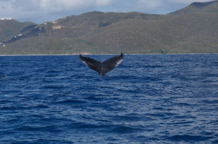 HumpBack Whale Tail