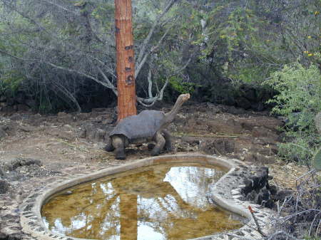 Lonesome George - Charles Darwin Research Station - Galapagos