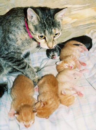 Sheba and Kittens