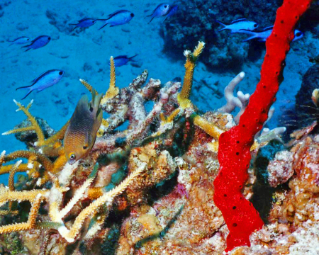 Red Coral at Grand Cayman
