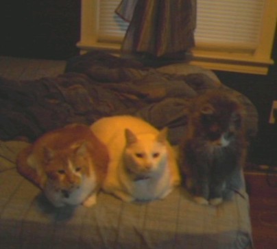 My three cats