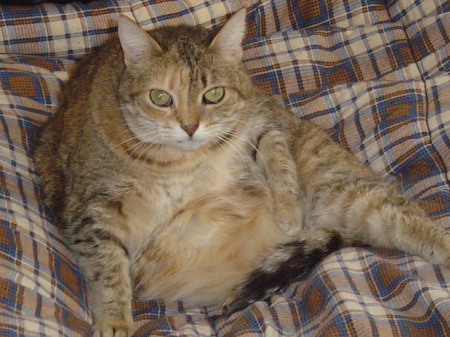 Pepper, my fat cat