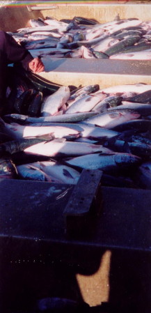 Days catch of sockeye,year 2000