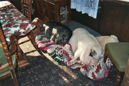 Precious and Gretchen napping