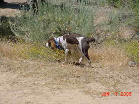 Lady Jewels '06 Hunting (English Springer Spraniel)