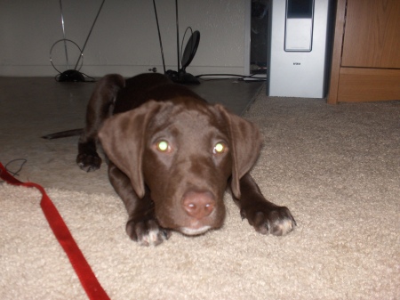 my "sweet" puppy, Maggie 8-13-2006