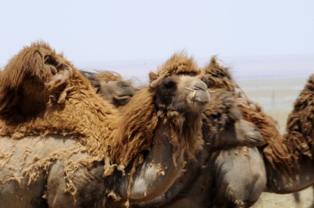 Camels, Mongolia
