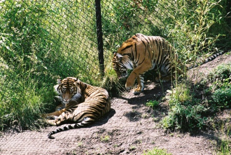 tiger in a zoo
