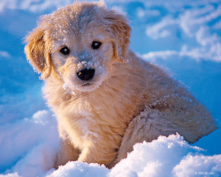 Snow Puppy