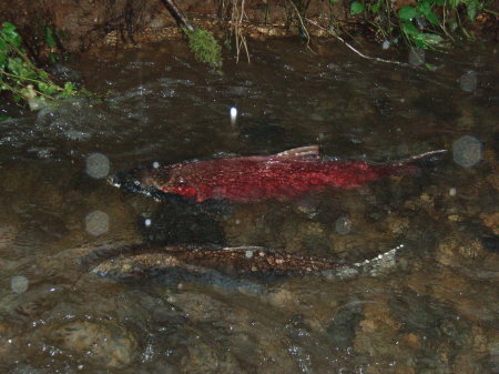 Coho Salmon spawing