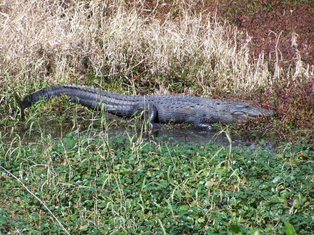 Florida wildlife