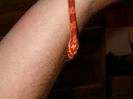 Our other pet, our cornsnake Cayenne...She is over two feet long now...