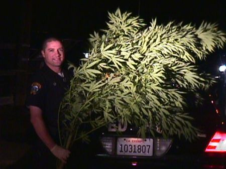 Harvesting marijuana as a police officer