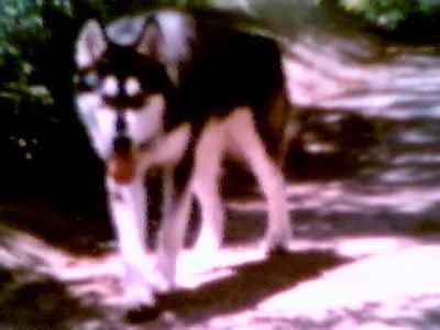 my little bro"WHISKEY"alaskan malamute