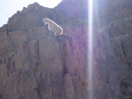Bighorn with Shaft of Light