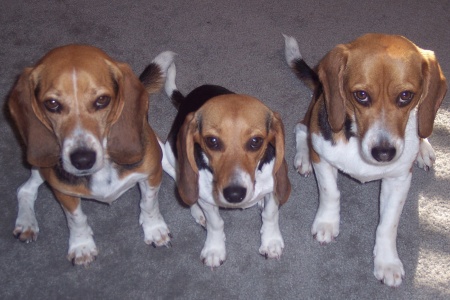 our 3 Beagle Dogs