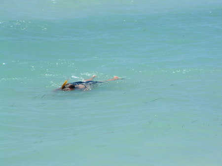 snorkeling in the keys