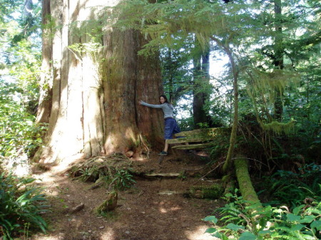 Meares Island (2005)