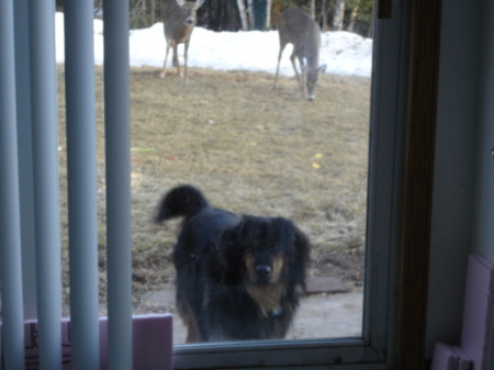 Zeke with deer