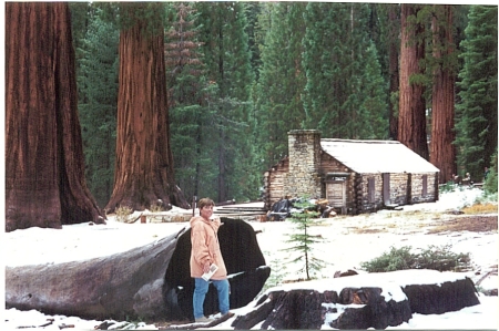 Grizzly Giant Sequoia