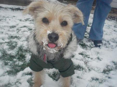 Kota playing in the snow.