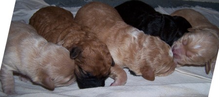 Hannah's and Newt's Pups