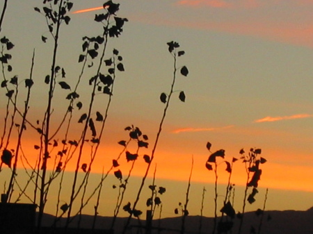 Silversheen at sunset