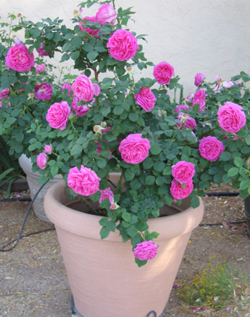 My garden: Mme Isaac Pereire (rose)