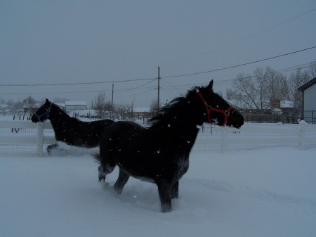 My Horses Having Fun!