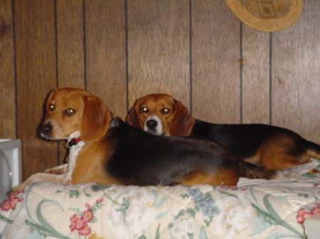 Beagles!